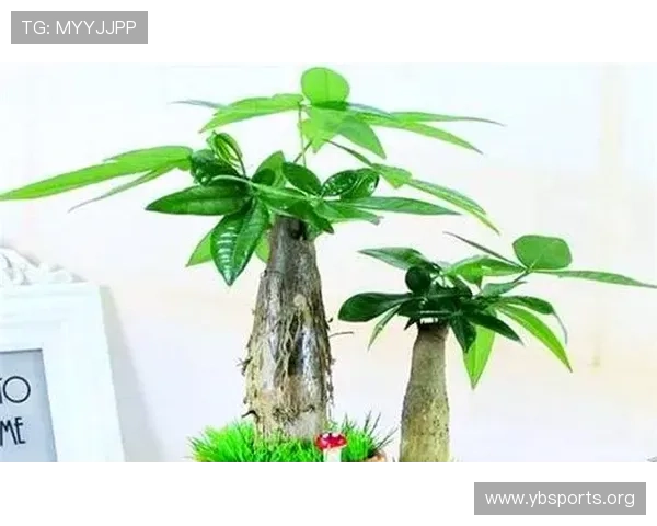 以摇钱树为核心探秘传统吉祥植物的财富象征文化与民间传说演变